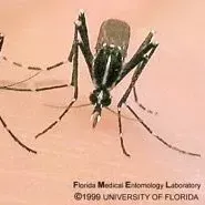 thumbnail for publication: Zika Vector Control for the Urban Pest Management Industry